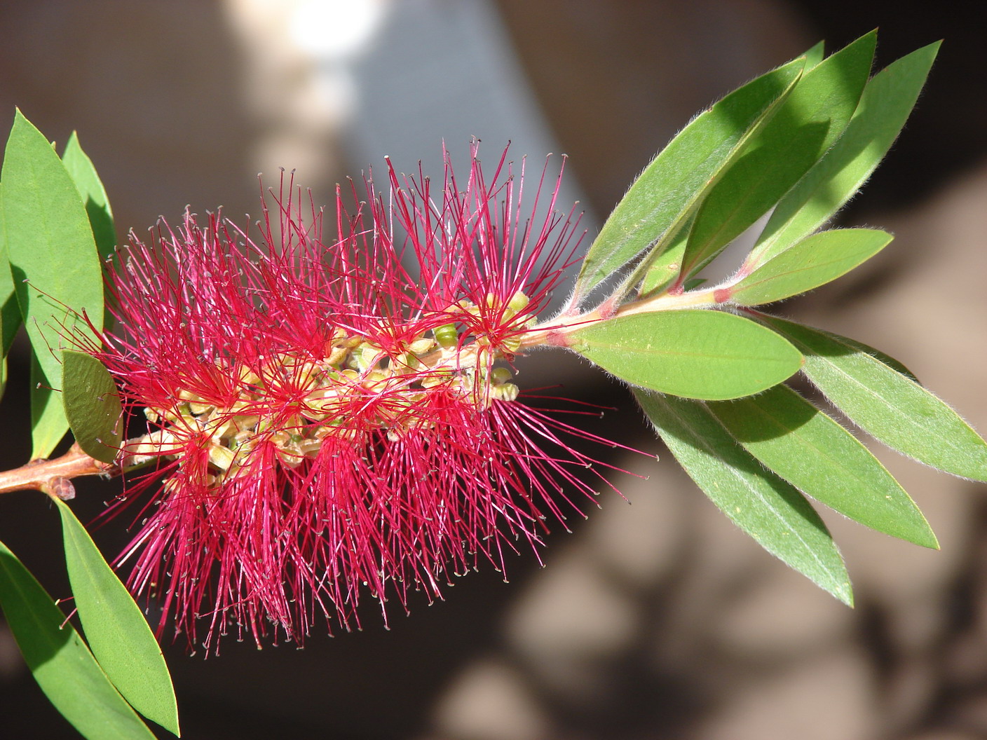 Callistemon Citrinus
